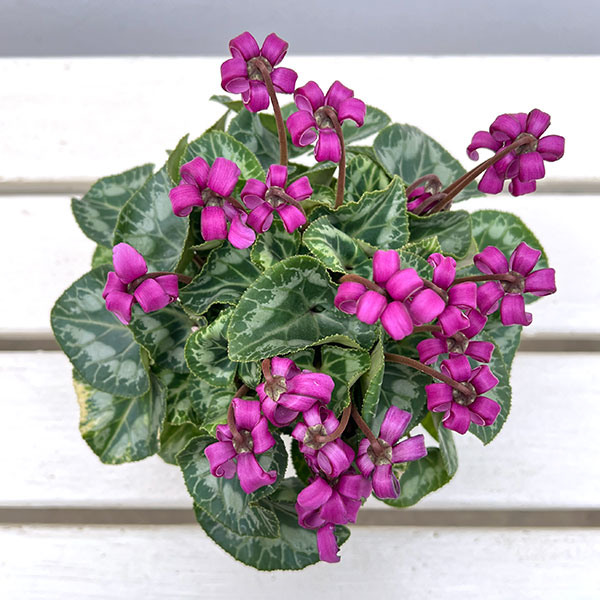 シクラメン(ミニ):カール(25-07)3-3.5号ポット【現品販売】