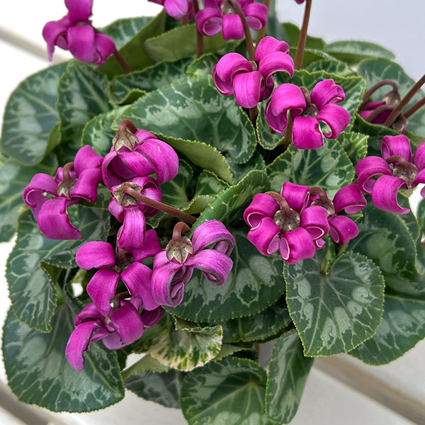 シクラメン(ミニ):カール(25-07)3-3.5号ポット【現品販売】