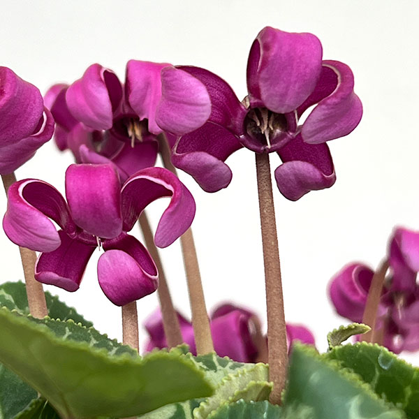 シクラメン(ミニ):カール(25-07)3-3.5号ポット【現品販売】