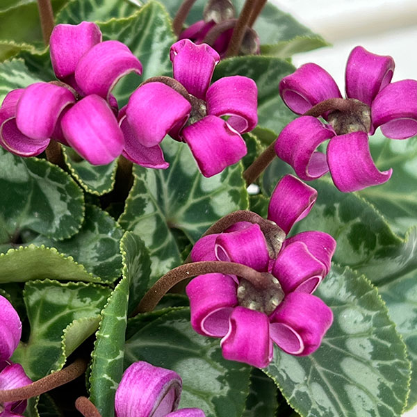 シクラメン(ミニ):カール(25-07)3-3.5号ポット【現品販売】