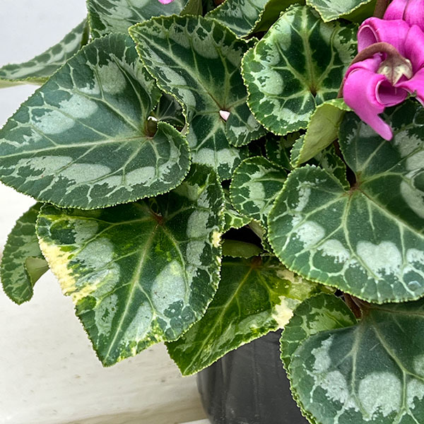 シクラメン(ミニ):カール(25-07)3-3.5号ポット【現品販売】