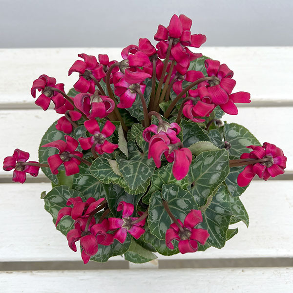 シクラメン(ミニ):カール(25-08)3-3.5号ポット【現品販売】