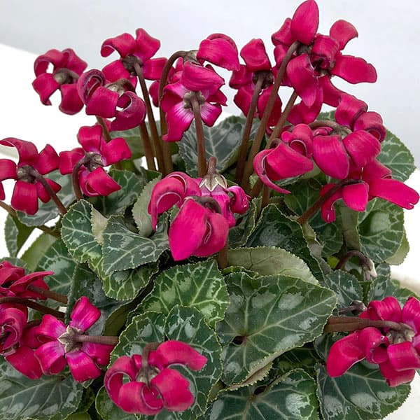 シクラメン(ミニ):カール(25-08)3-3.5号ポット【現品販売】