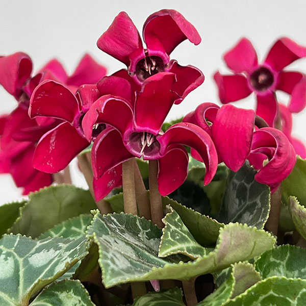 シクラメン(ミニ):カール(25-08)3-3.5号ポット【現品販売】