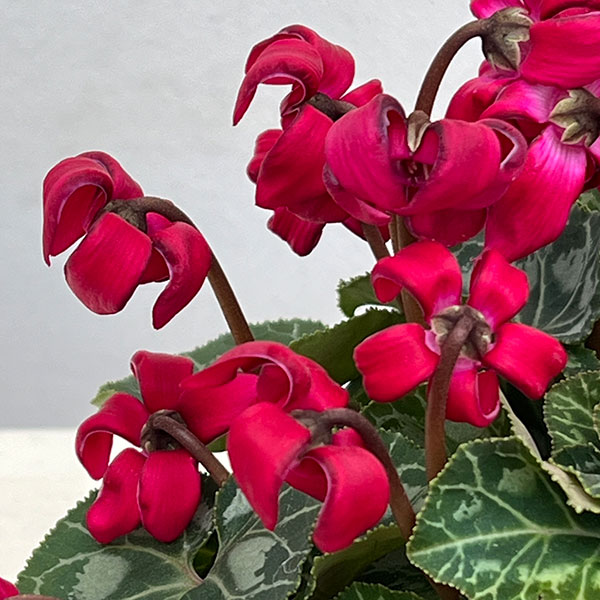 シクラメン(ミニ):カール(25-08)3-3.5号ポット【現品販売】