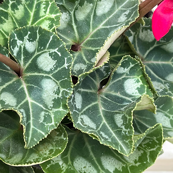 シクラメン(ミニ):カール(25-08)3-3.5号ポット【現品販売】