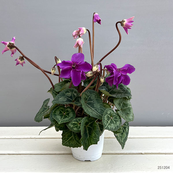 シクラメン：ローゼス　ブルー3.5号ポット