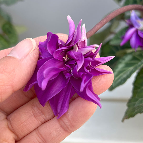 園芸ネット本店｜シクラメン：ローゼス ブルー・枝垂れ咲き3.5号ポット