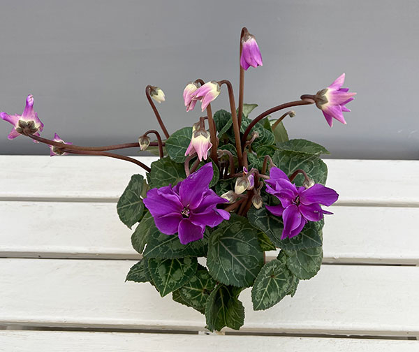 シクラメン：ローゼス　ブルー3.5号ポット