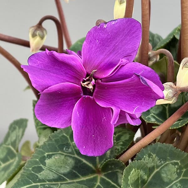 シクラメン：ローゼス　ブルー3.5号ポット