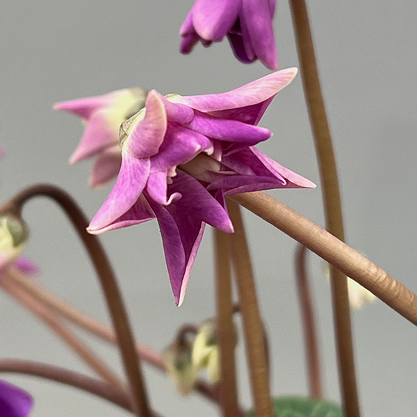 シクラメン：ローゼス　ブルー3.5号ポット