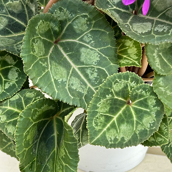 シクラメン：ローゼス　ブルー3.5号ポット