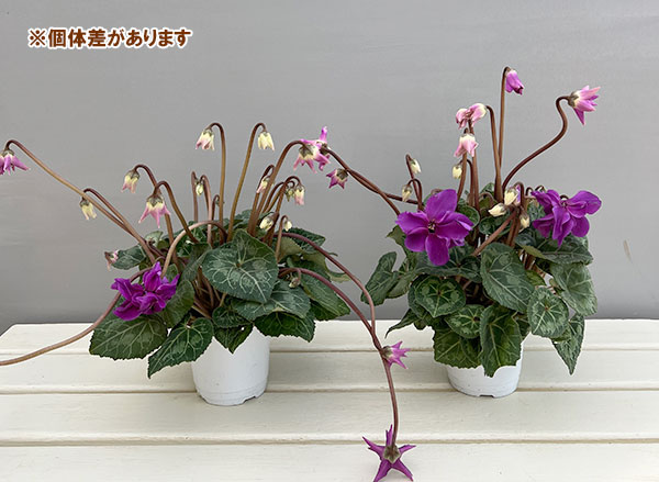 シクラメン：ローゼス　ブルー3.5号ポット