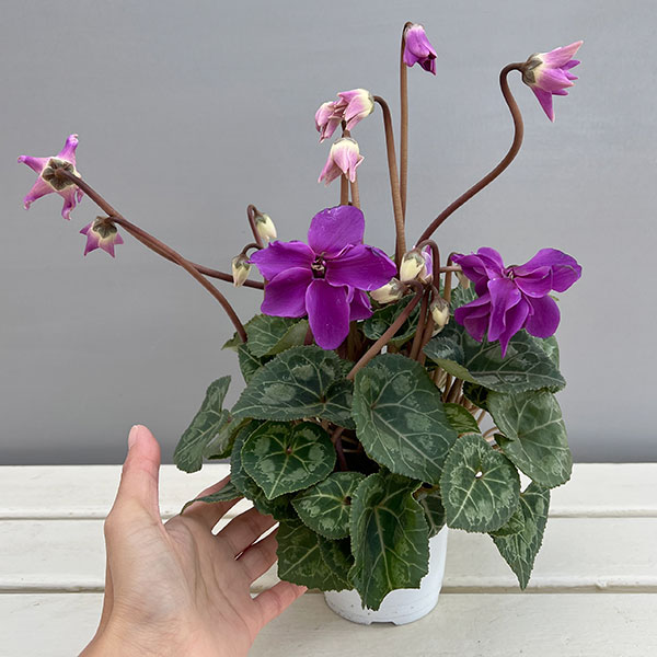 シクラメン：ローゼス　ブルー3.5号ポット