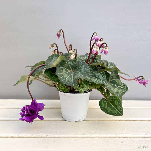 シクラメン：ローゼス　ブルー・枝垂れ咲き3.5号ポット