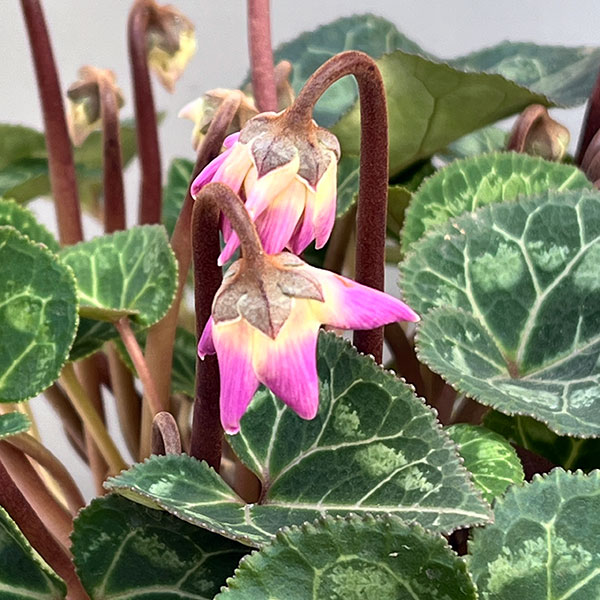 シクラメン ローゼス枝垂れ咲き 園芸ネット本店｜シクラメン：ローゼス ブルー・枝垂れ咲き3.5号ポット