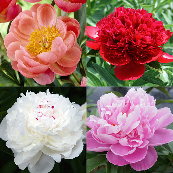 切り花で人気のシャクヤクの苗4種セット（4号ポット）