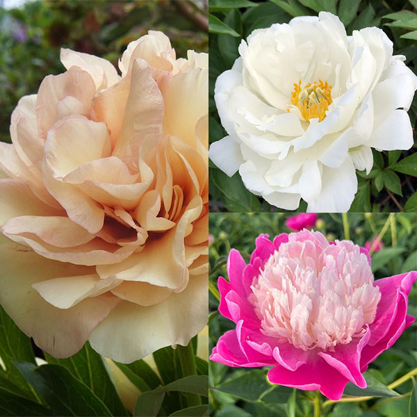 シャクヤク・インターセクショナルハイブリッド3種セット