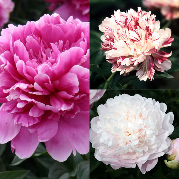 シャクヤク：和種の人気3種セット（4号ポット）