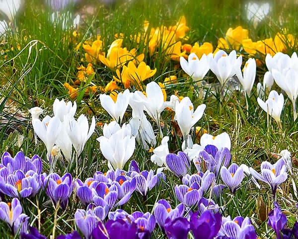 クロッカス：花色アソート3号 7ポットセット