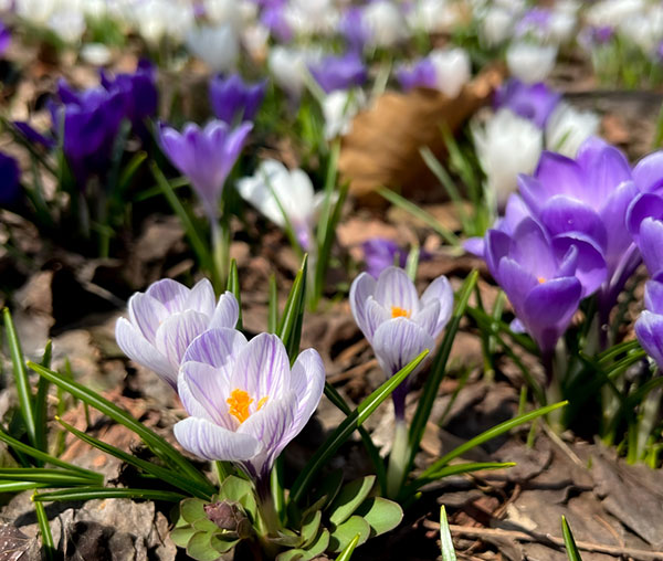 クロッカス：花色アソート3号 7ポットセット