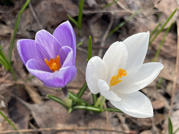 クロッカス：花色アソート3号 7ポットセット