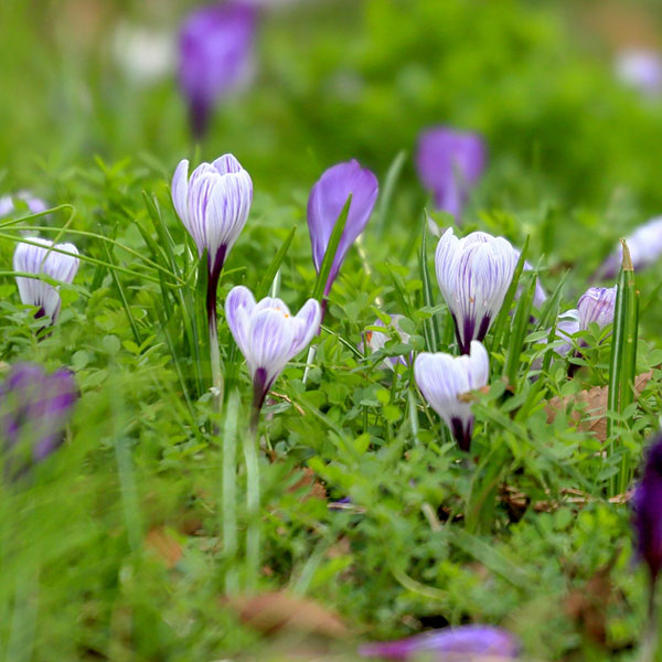 クロッカス：花色アソート3号 7ポットセット