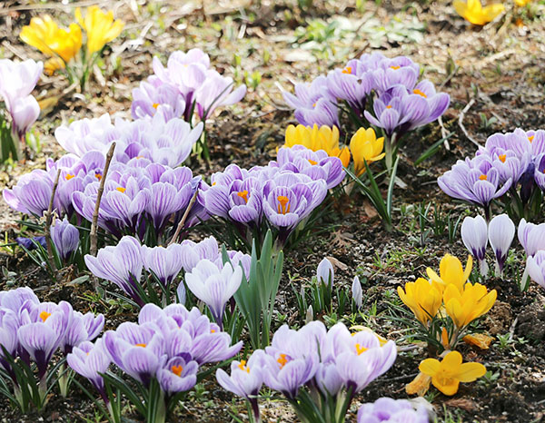 クロッカス：花色アソート3号 7ポットセット