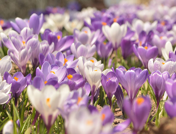 クロッカス：花色アソート3号 7ポットセット