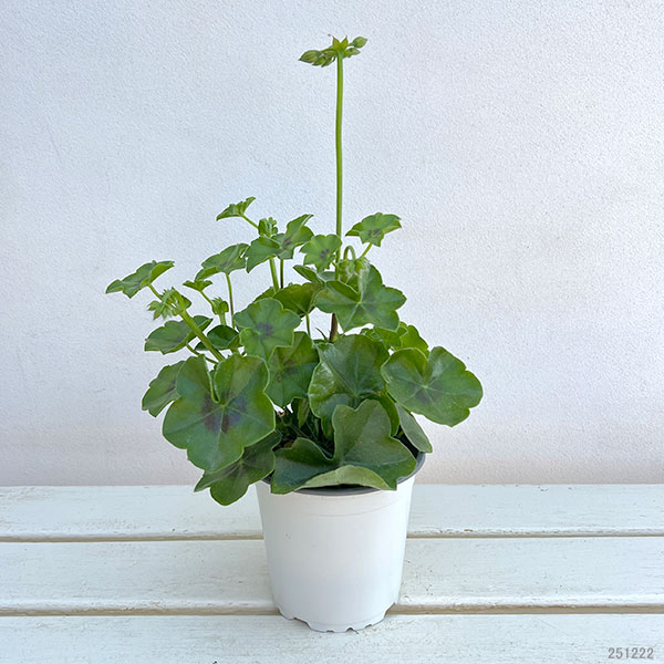 アイビーゼラニウム:シビルトミー4号ポット*