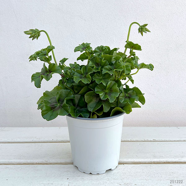 アイビーゼラニウム:シビルベッキー4号ポット*