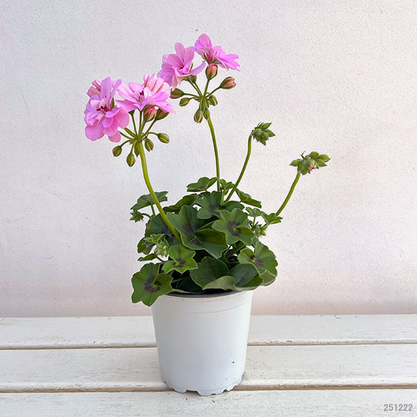 アイビーゼラニウム:シビルロジー4号ポット*