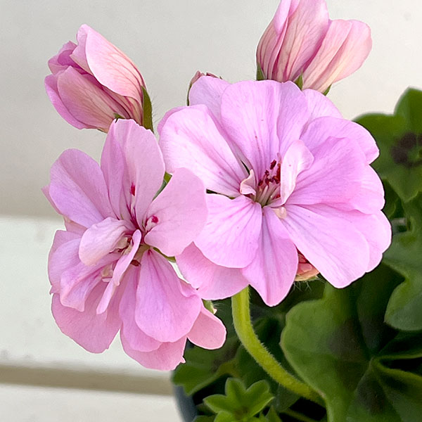 アイビーゼラニウム:シビルロジー4号ポット*