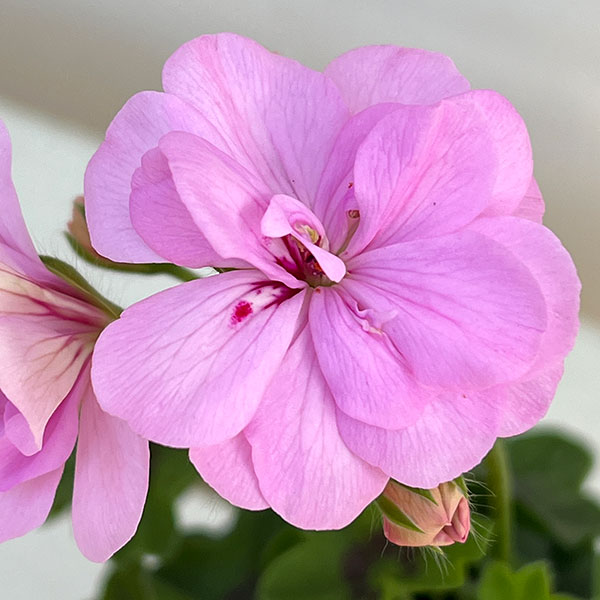 アイビーゼラニウム:シビルロジー4号ポット*