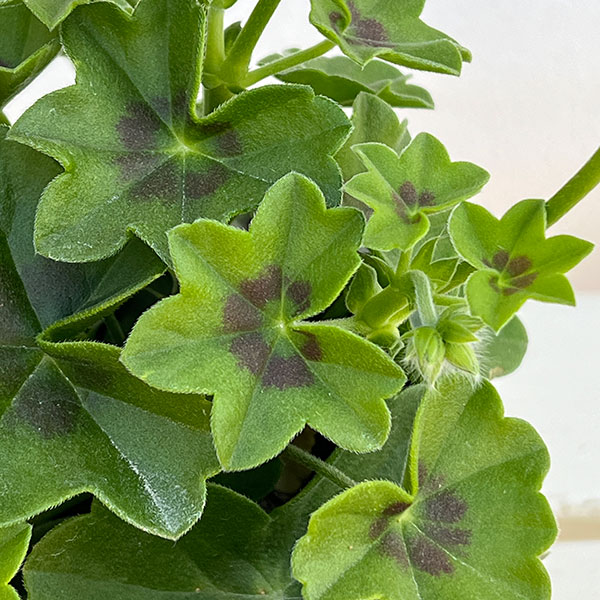 アイビーゼラニウム:シビルロジー4号ポット*