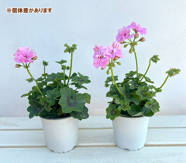 アイビーゼラニウム:シビルロジー4号ポット*