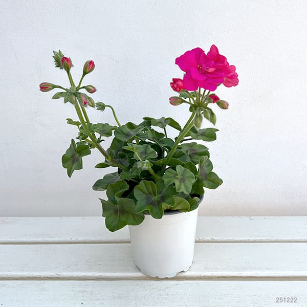 アイビーゼラニウム：シビルロッキー4号ポット*