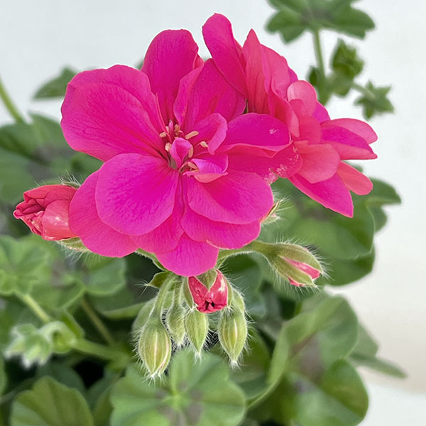 アイビーゼラニウム：シビルロッキー4号ポット*