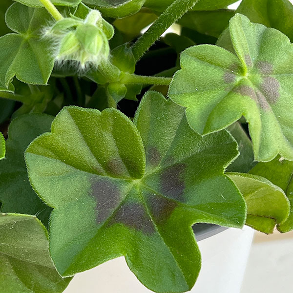 アイビーゼラニウム：シビルロッキー4号ポット*