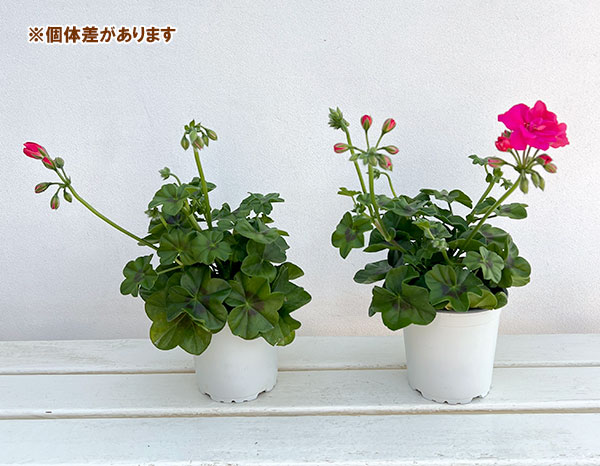 アイビーゼラニウム：シビルロッキー4号ポット*