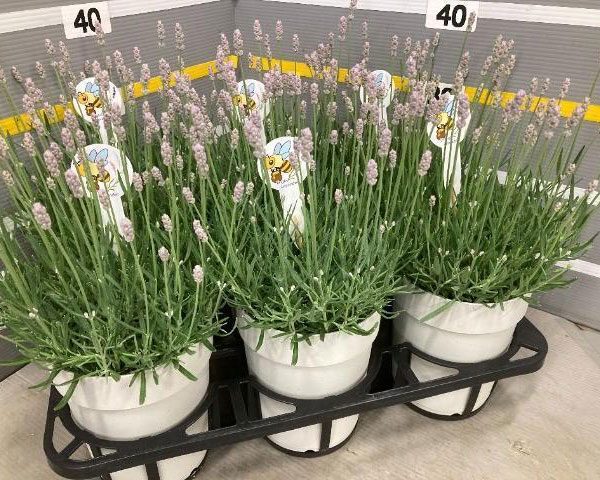 [26年4月下旬予約]イングリッシュラベンダー ピンク5号鉢植え