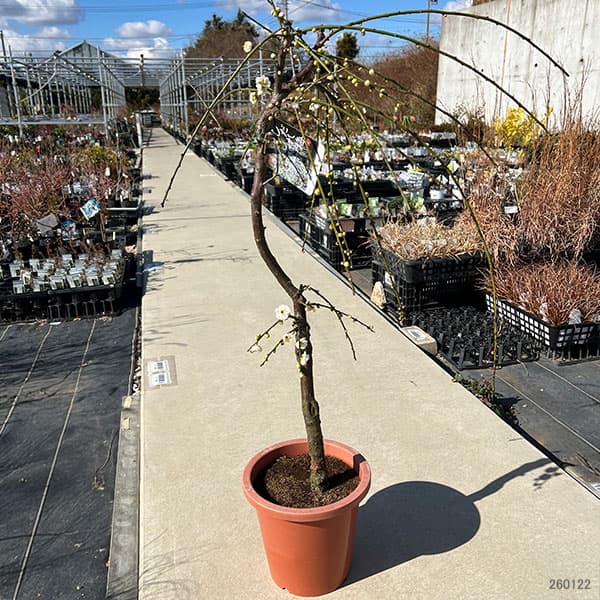 花梅（ハナウメ）：緑萼（リョクガク）枝垂れ8号ポット