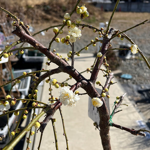 花梅（ハナウメ）：緑萼（リョクガク）枝垂れ8号ポット