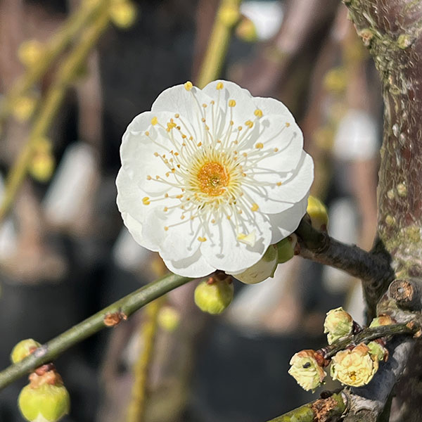 花梅（ハナウメ）：緑萼（リョクガク）枝垂れ8号ポット