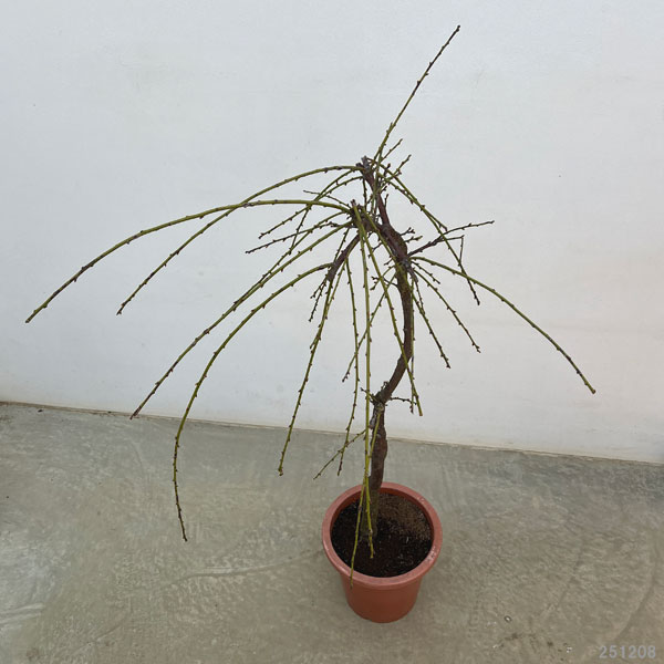 花梅（ハナウメ）：緑萼（リョクガク）枝垂れ8号ポット