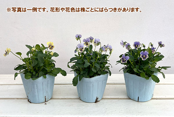 ビオラ:ぷちぷち まつげ(仮)3号ポット
