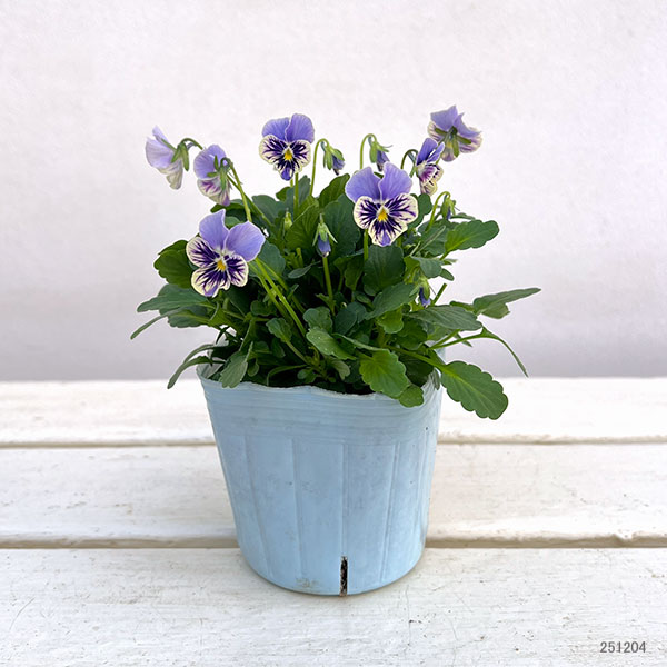 ビオラ:ぷちぷち まつげ(仮)3号ポット