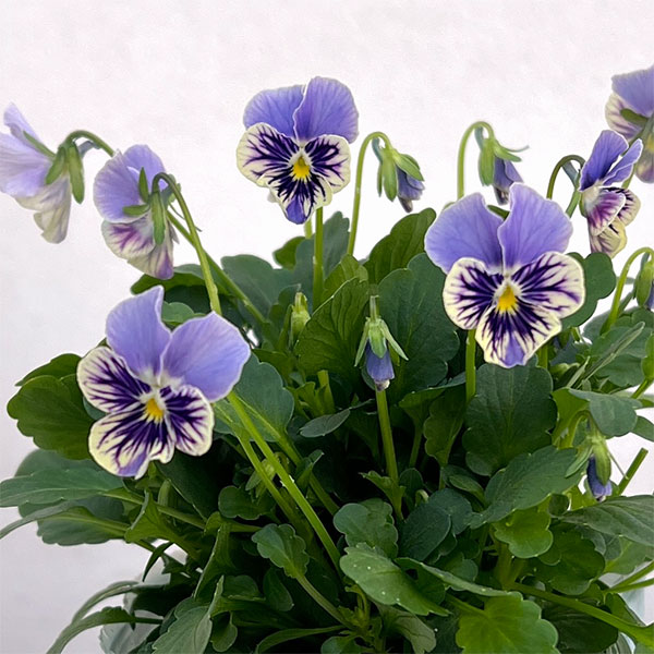 ビオラ:ぷちぷち まつげ(仮)3号ポット