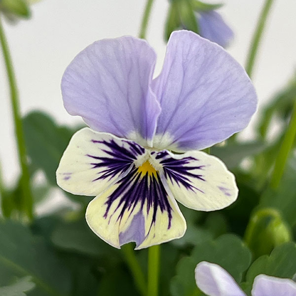 ビオラ:ぷちぷち まつげ(仮)3号ポット