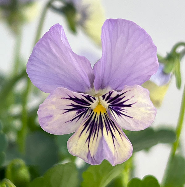 ビオラ:ぷちぷち まつげ(仮)3号ポット